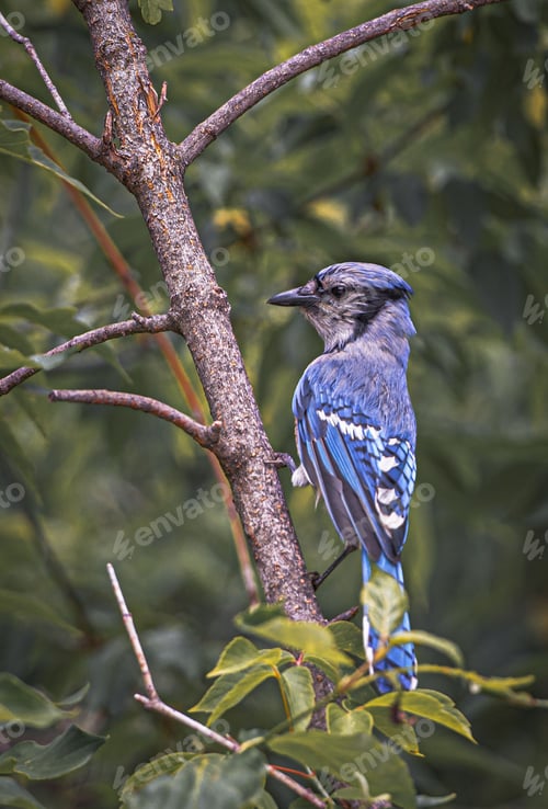 Preview: Blue jay bird perched on a tree branch.