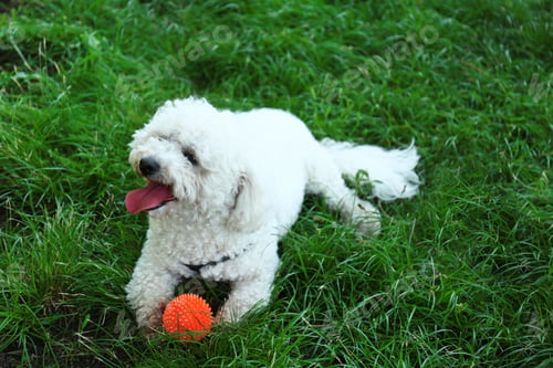 Preview: Cute fluffy Bichon Frise dog on green grass in park