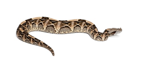 Preview: Venomous gaboon viper slithering on white background
