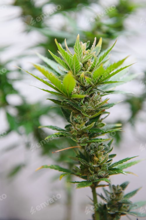 Preview: Hemp Marijuana flower Indoor growing. Home Cannabis grow operation.