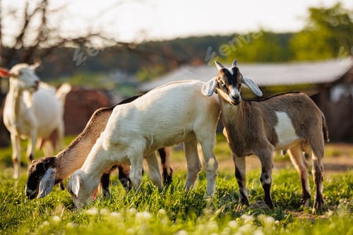 Preview: Cattle farming. Domestic goats in the eco farm. Goats eat fresh hay or grass on ecological pasture