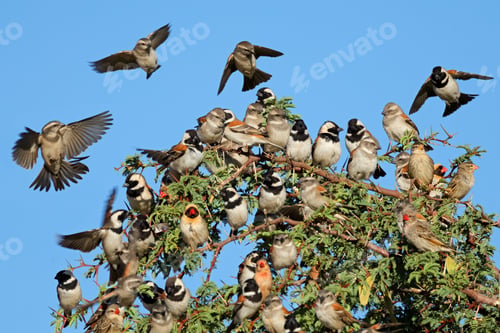 Preview: Cape sparrows gathering in a tree - Kalahari desert