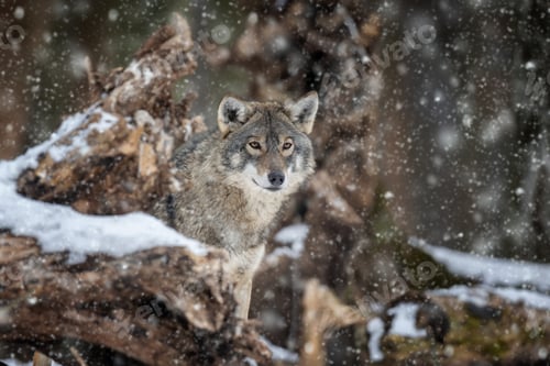 Preview: Gray wolf, Canis lupus in the winter forest
