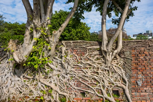 Preview: Red brick wall with ancient root tree