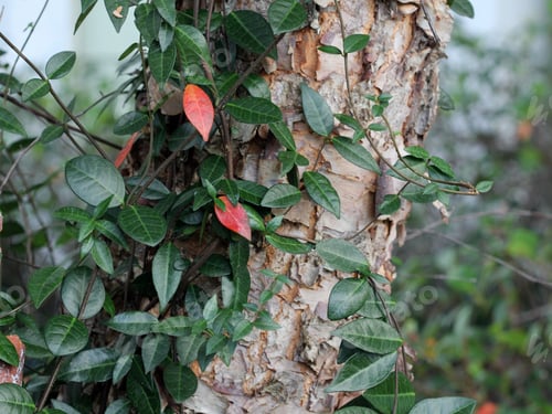 Preview: Ivy Growing On A Shagbark Tree - Photograph Of Ivy Growing Up A Shagbark Tree In Early Autumn