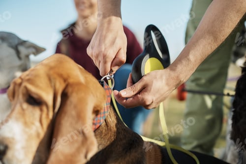 Preview: Close-up of pet sitter attaching a leach on dog's collar during a walk in nature.