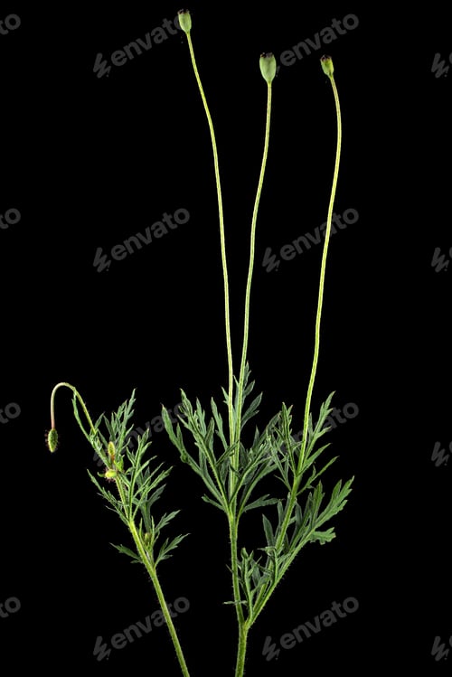 Preview: Green leaf and stem of poppy, lat. Papaver, isolated on black background