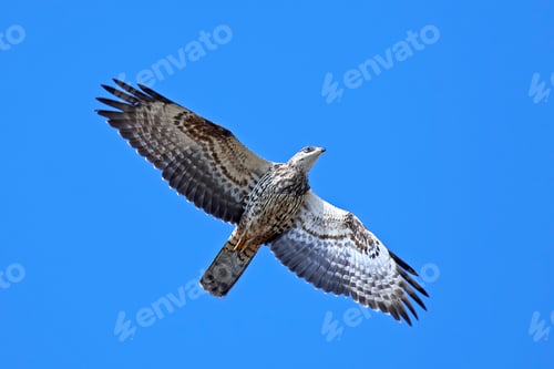 Preview: European honey buzzard (Pernis apivorus)