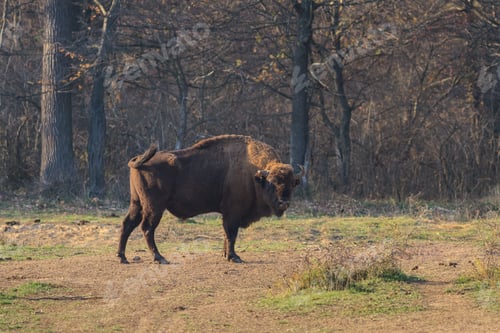 Preview: european bison