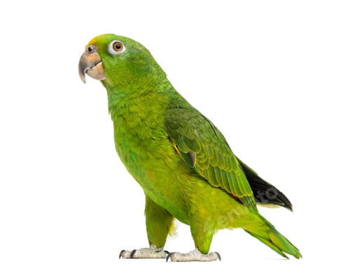 Preview: Panama Yellow-headed Amazon (5 months old) isolated on white
