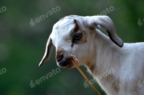 Preview: Close up of a young goat chewing stick