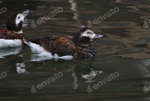 Preview: Closeup of Long-tailed ducks peacefully swimming in a tranquil body of water on a cloudy, rainy day