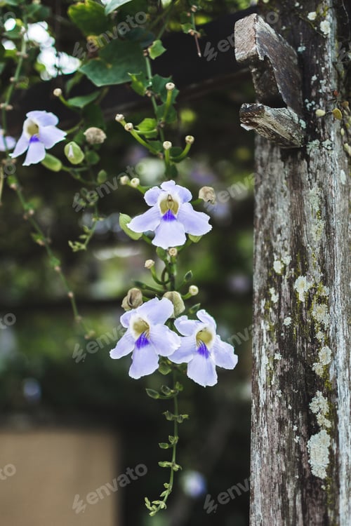 Preview: Blue orchid in garden