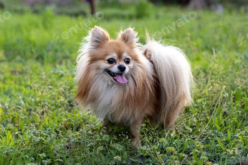 Preview: The dog breed pomeranian spitz. Red dog stand on green grass.