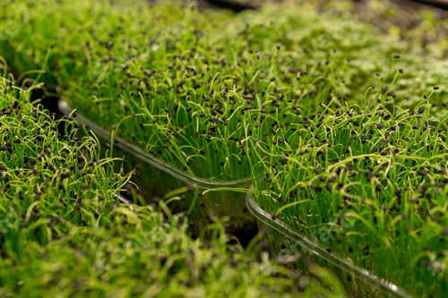 Preview: growing microgreens organic farming concept of pea germination rows of sprouts healthy eco food