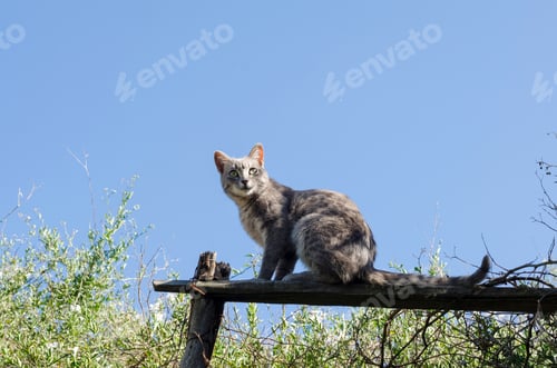 Preview: Portrait of a tabby cat