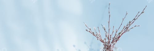 Preview: Fresh willow branches in vase on light blue background