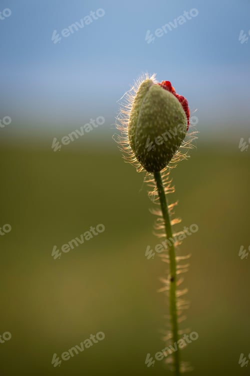Preview: Poppy