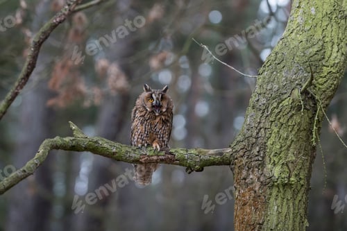 Preview: Long-eared owl, Asio otus, in forest
