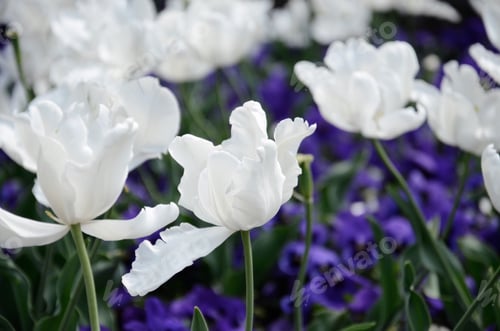 Preview: Blooming field of white and purple tulips.