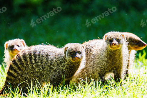 Preview: Mongoose Wildlife Animals Savannah Grassland Wilderness