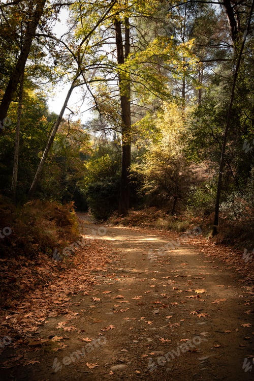 Preview: Empty road in a valley in autumn with trees and leaves. Fall landscape. Troodos forest Cyprus