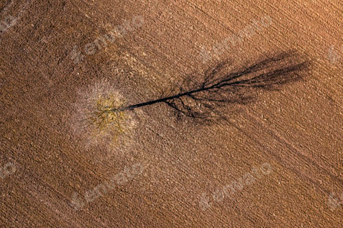 Preview: Top down aerial drone view of a dead tree with shadow in the middle of a field