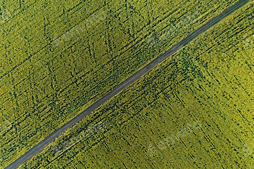 Preview: The scenic dirt road through a farm field. Aerial view.