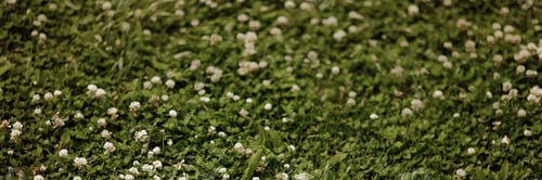 Preview: Banenr a field of white flowers with green grass