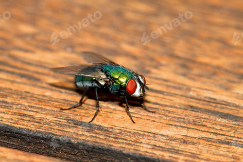 Preview: Macro Flew