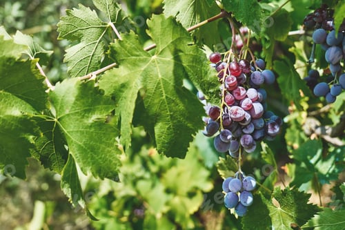 Preview: Bunch of purple grapes for red wine on the vine in autumn garden.