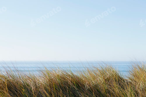 Preview: Landscape with windswept sea grasses and ocean in the distance.