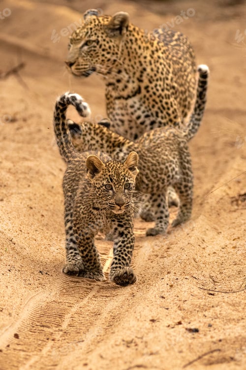Preview: A female leopard with cubs, Panthera pardus.