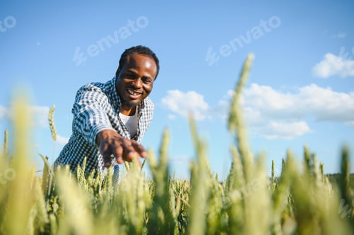 Preview: Farmer is standing in his growing wheat field. He is satisfied after successful sowing