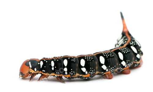 Preview: Spurge Hawk, Hyles Euphorbiae, caterpillar against white background