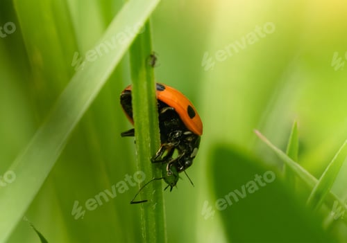 Preview: Lady Bug eating Aphids, Concept for Insect food chain,ladybird with black spots