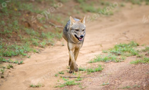 Preview: Sri Lankan jackal walks in the gravel road in Yala national park, Solitary golden jackal front view