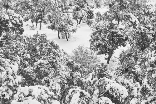 Preview: Snowy forest landscape. Winter time. Idyllic nature background. No people
