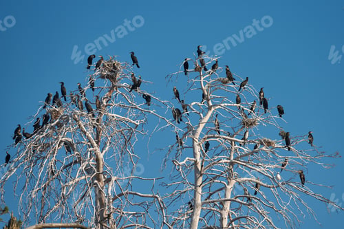 Preview: Colony of cormorants on a dead pine trees. Batak lake, Bulgaria