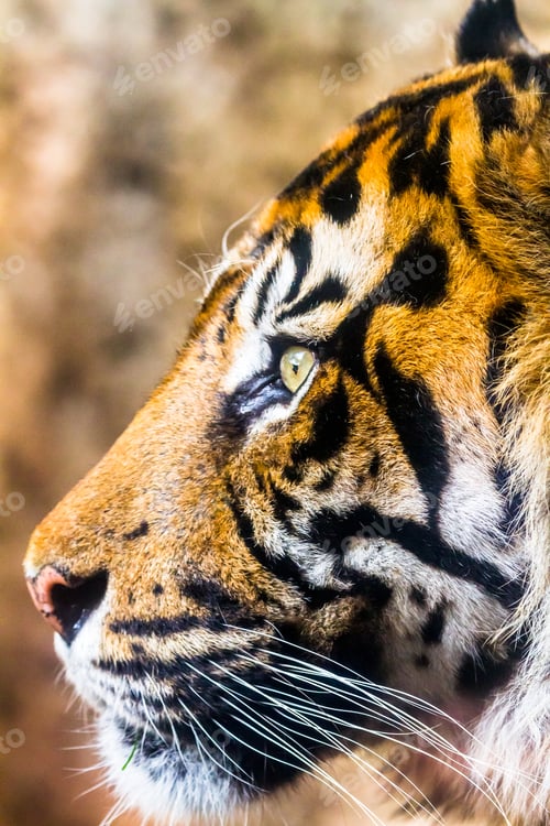 Preview: Bengal tiger