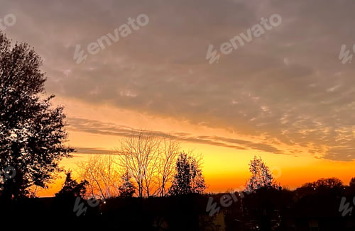Preview: Silhouetted trees at sunset