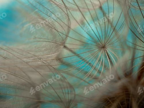 Preview: Abstract dandelion flower background, extreme closeup. Big dandelion on natural background. Art phot