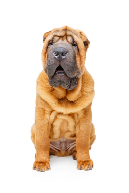 Preview: beautiful shar pei puppy