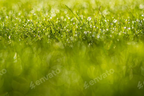 Preview: Beautiful dewy green grass background with bokeh effects
