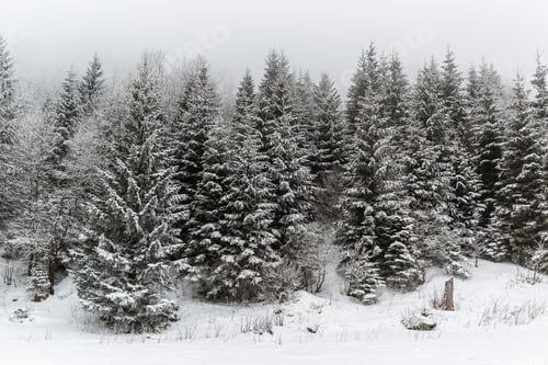 Preview: Winter white forest with snow, Christmas background