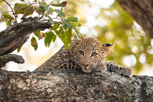 Preview: Leopard, Panthera pardus, close-up of a leopard cub.