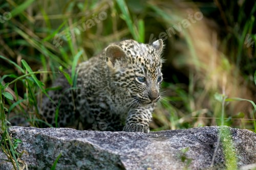 Preview: A leopard cub, Panthera pardus, walks over a rock.