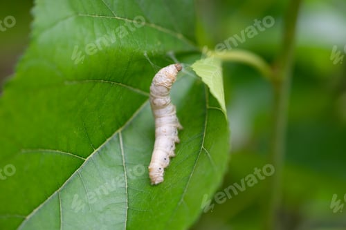 Preview: silkworm