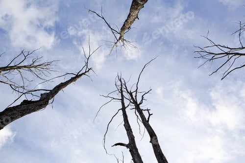 Preview: Dry trunks with driftwood and tree branches tend to the sky. The blue sky is a symbol of life