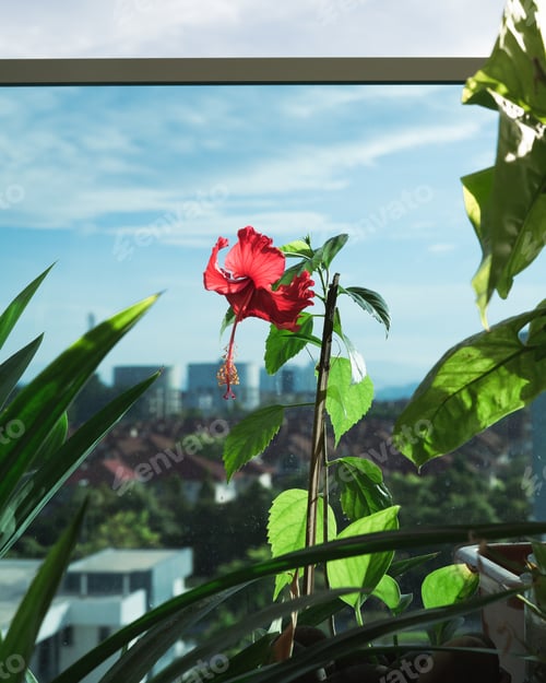 Preview: hibiscus or bunga raya at the balcony garden